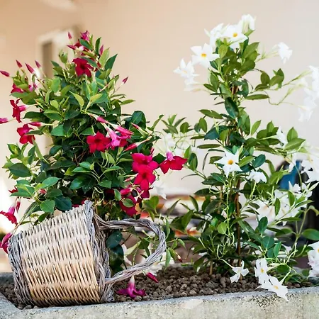 Santa Potenza Felline